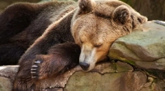 Što je hibernacija?