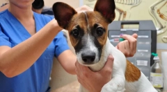 Što je cijepljenje pasa i zašto je to potrebno?