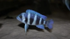 Izravna prednost (cyfotilapija frontosa)