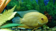 Ciklasoma (ciklasomae)