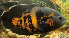 Ciklide u akvariju