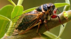 Tsicada (fotografija): vješti kukac