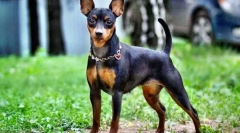 Tsvergpincher klllyakika