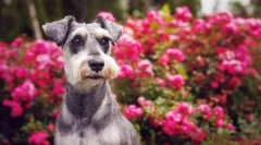 Minijaturni schnauzer (fotografija): veličanstveni prijatelj, pouzdan i vjeran hrabar