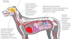 Olakšanje rasta hormona