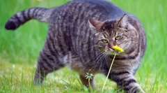 Cat prehrana u pretilosti