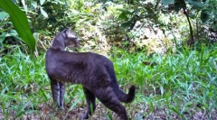 Divlje zlatne mačke i njezine značajke