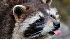 Divlje i domaće rakute (8 fotografija)