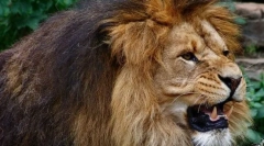 Divlje i kućne ljubimce