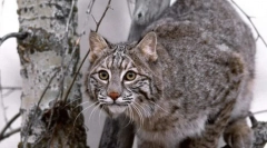 Divlje mačke euroazia