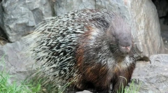 Dikobraz