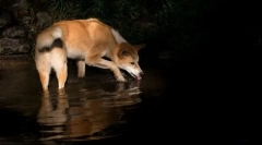 Dingo - wild dog australija