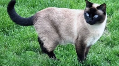 Za koje mačke brkove?