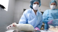 Što je potrebno kastriranjem i sterilizacijom štakora, troškova, kako je operacija