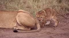 Za ono što životinje rep?