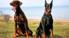 Doberman pinscher (fotografija): sve o značajkama nesebično namjenski vlasnik