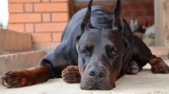 Dobermanac