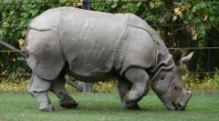 Kućni robovi (mini i standard)