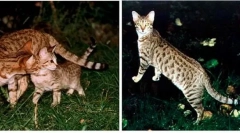 Domaće mačke izvedene iz divljih