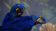 Domaći papigi, 10 najboljih papagajnih kućanskih pasmina