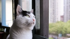 Domaća mačka mačka