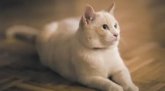 Cat trening: pripremite domaće umjetnike