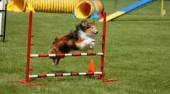 Trening za prevladavanje prepreka