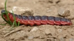 Aweller bez mirisa i štete, upaljene