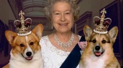 Dvostruki nadimci za pse, ruski i strani