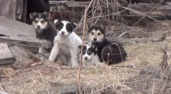 Poragian - ne rečenica!