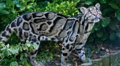 Dimni leopard