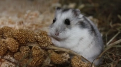 Dzhungarian hamster: opis, cijena, sadržaj, hranjenje