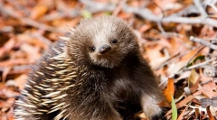 Echidna: fotografija i detaljan opis životinje
