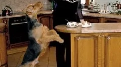 Elena malysheva i njezin pas - namjenski pas charles