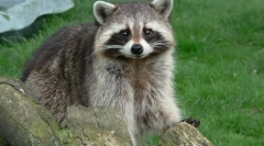 Rakun