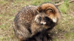 Odmah psa: divlja i dom