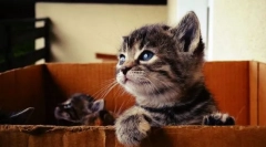 Ako ste pronašli mačića na ulici