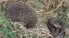 Jež jede zmije i miševe