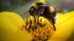 Činjenice o pčelama