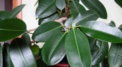 Ficus trljanje (elastično)