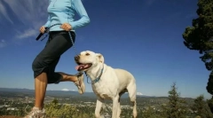 Fizička opterećenja za pse