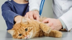 Fiziološki katalozi