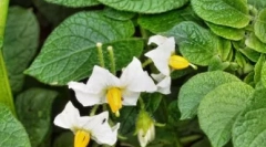 Wasky - imunomodulator s antivirusnim učinkom