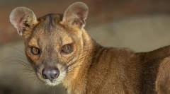 Fosa