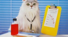 Frontline za mačke: sve o krpeljima i buhama