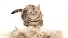 Cat furmitator: nezamjenjiv gadget za brušenje i kućnu njegu