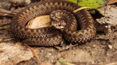 Viper