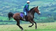 Galop i prijelazi iz jedne alilyure u drugu