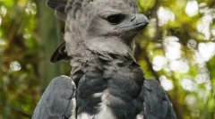 Harpija