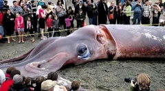 Gdje su gigantski spristi?